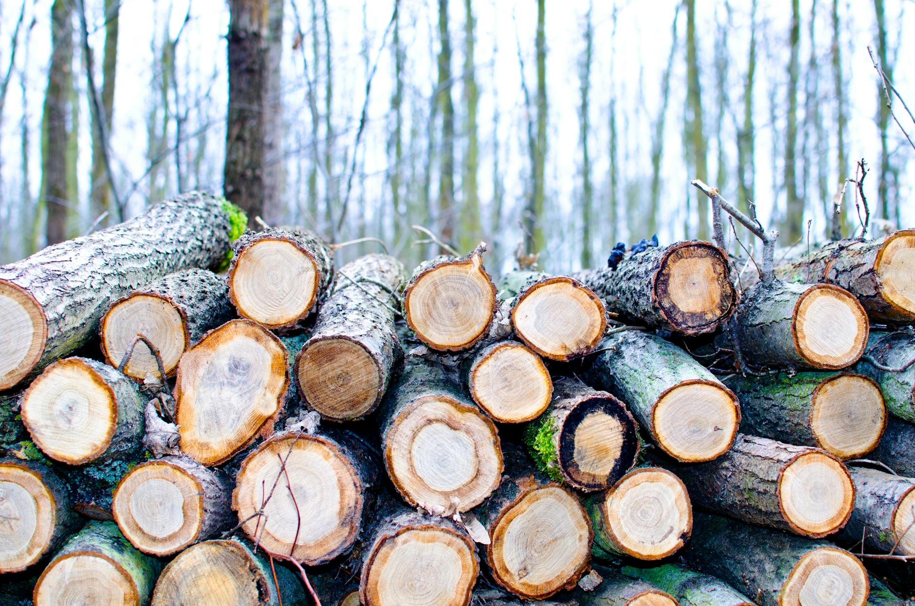 brown chop logs on outdoor